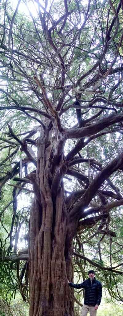 md-and-tall-yew-tree