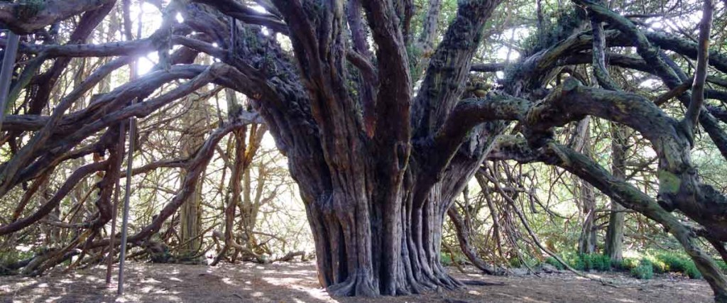 The Yew Mysteries and Sacred Yew Institute